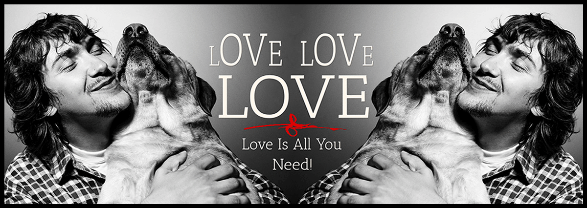 Animal Rescue Volunteer Animal Welfare Volunteer Opportunities