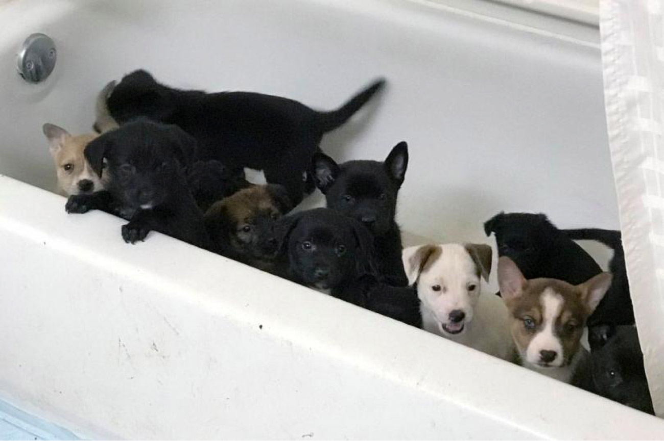 Bogus Rescues Pet Rescues Rescue Pets