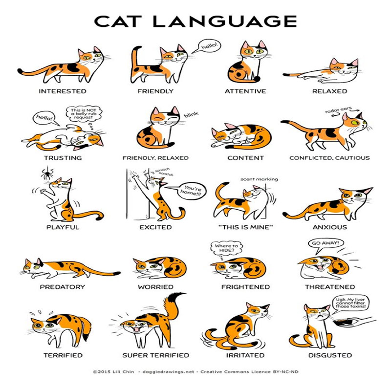 Cat behavior