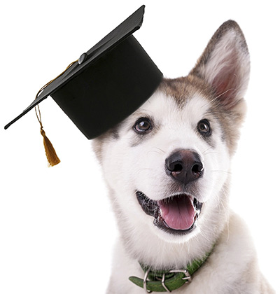 Dog Graduation