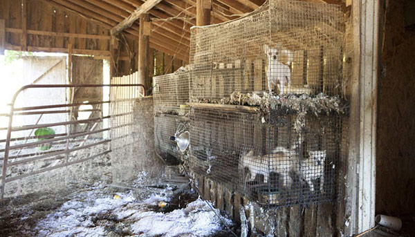 puppy mill facts why are puppy mills bad