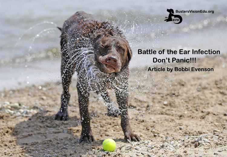 Dog Ear Infection