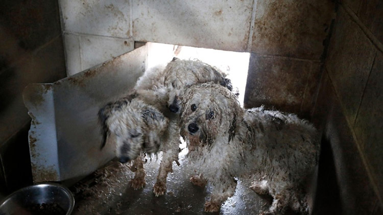 Puppy Mill Filthy